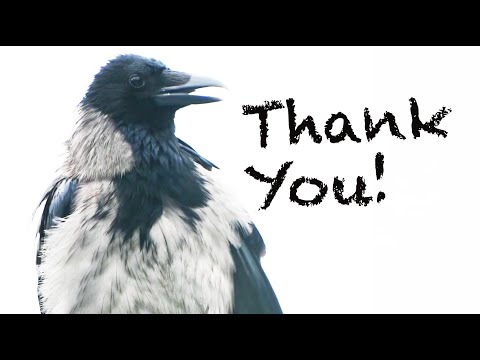 Thank you! (Story 53)