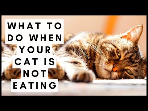 What to do when your cat is not eating