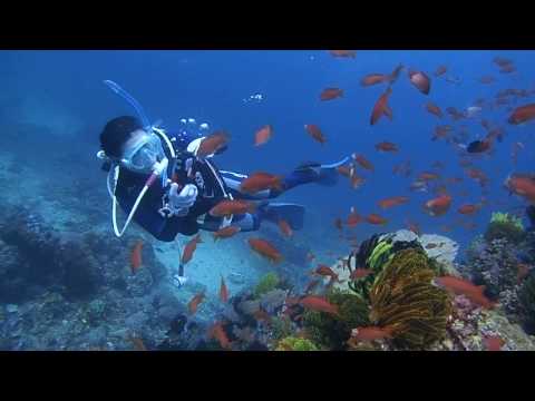 アニラオダイビングツアー2017winter