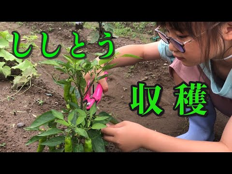 【お祭畑でししとう収穫】Harvesting shishito peppers in Omatsuri farm🫑🌶