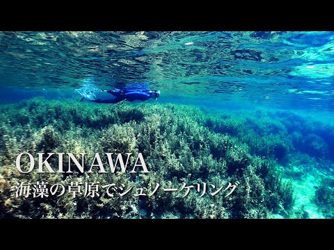 Snorkeling at Diving Site Ukunohama Beach in Okinawa Main Island｜シュノーケリング＠沖縄本島ウクの浜