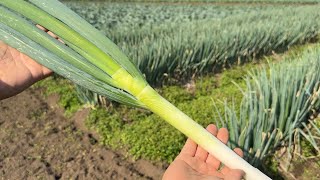 [How to grow onions and tips for cultivation] Cold weather measures to make onions grow big and t...