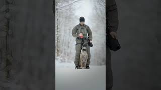 #k9trainer #dog #dogsoftiktok #trending # trainingdogs#k9 #tactical#viralshorts #fyp# asmr