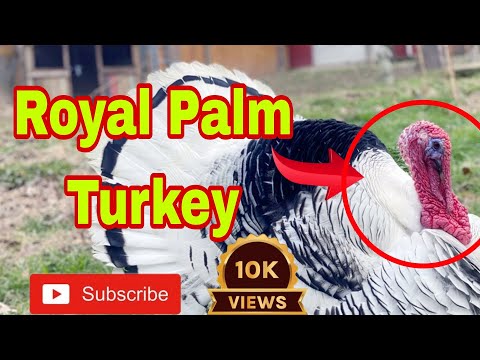 Royal Palm turkey #trending #vairal #ytshorts#youtubevideo  #SirajSuperPigeon#turkeya