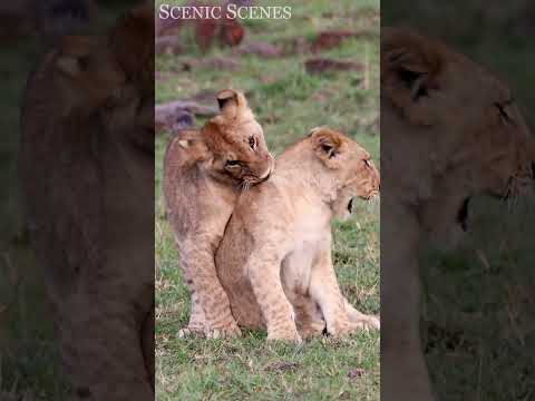 Cute Baby Lion Cubs Playing #shorts #cute