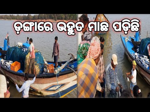 ଡ଼ଙ୍ଗାରେ ଭହୁତ ମାଛ ପଡ଼ିଛି gongare bohuta macha podichi || anand smart vlogs ||👌👌👌☺️☺️