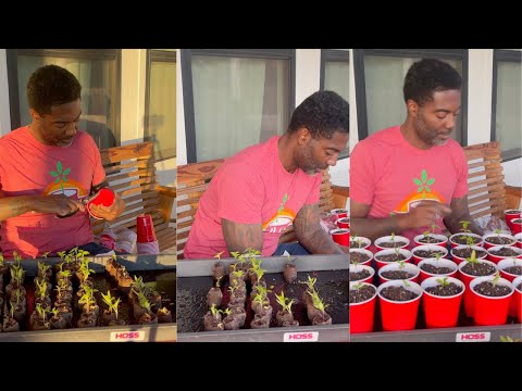 SPRING PEPPERS | HOW TO POT UP | GLOG 020