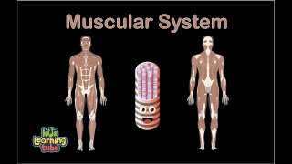 Muscular System Song/Human Body Systems