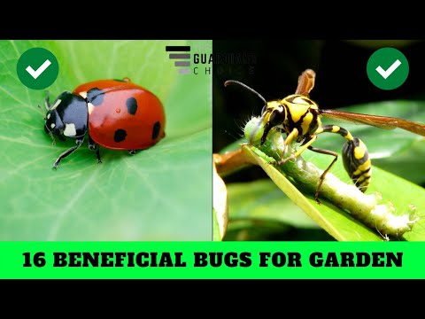 16 Beneficial Bugs You Should Never Kill In Your Garden | The Guardians Choice