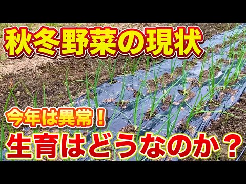 【畑の今に密着！】まだまだ続く虫の被害でピンチか？白菜・大根・玉ねぎ・ブロッコリー等を紹介します！