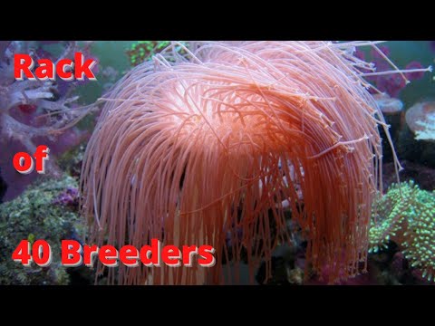 Rack of 40 BREEDERS getting a long overdue CLEAN