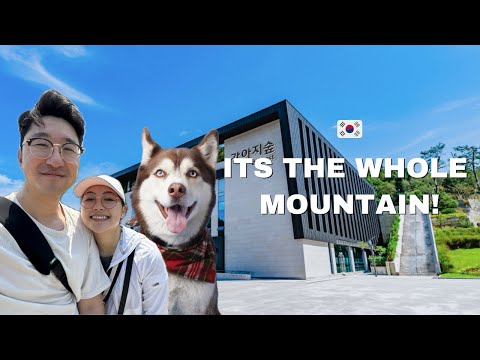 The Greatest Dog Park in the World is in South Korea