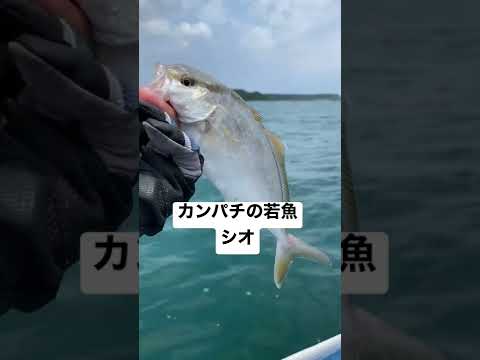 海の魚が綺麗かつ美味しそう#海釣り #釣り #船釣り #釣り好き