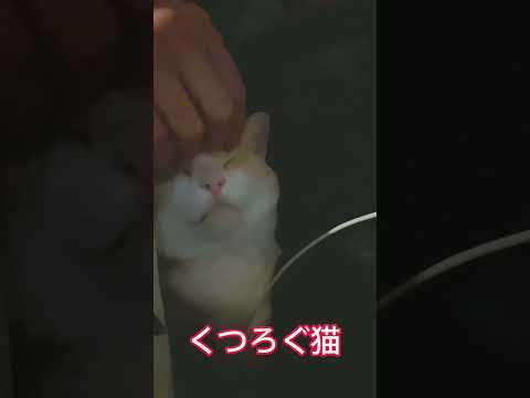 くつろぐニャンコ #ねこ #猫