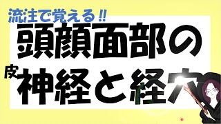 頭顔面部の神経と経穴【鍼灸国家試験対策】