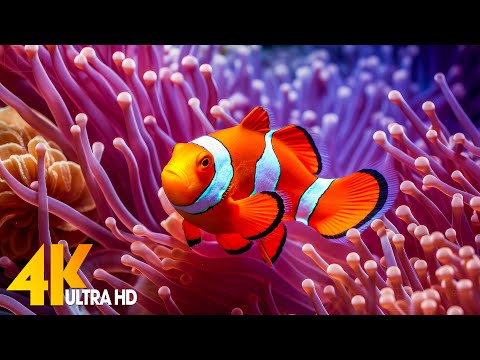 Aquarium 4K VIDEO (ULTRA HD) 🐠 Beautiful Coral Reef Fish - Relaxing Sleep Meditation Music