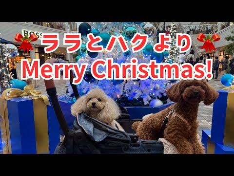 ララとハクよりMerry Chiristmas!