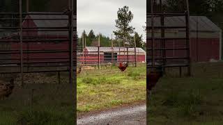 A Christmas Crow #cutefarmanimals #funnyanimal #petchickens #rooster #viralshort