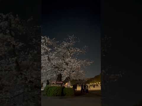 【上野公園】満開の夜桜を堪能する夜🌸🌙🍡🍻#夜桜 #お花見 #SAKURA