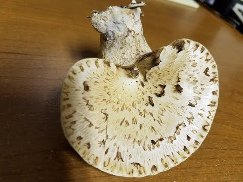 Dryad's Saddle Mushroom- Forage and Cook