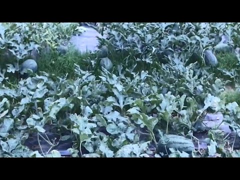 Wow! Long Watermelon Field - Agriculture