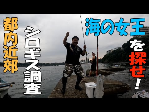 【シロギス】三浦半島で海の女王の生息を調査（三浦磯地：横堀海岸）