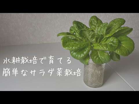 水耕栽培で育てる簡単なサラダ菜栽培