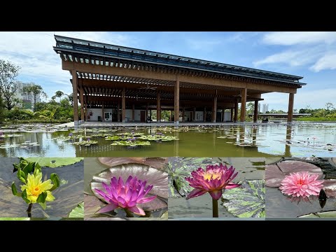 城市中的自然绿洲-星和园(日本花园）Natural Oasis in the City -Singapore Japanese Garden