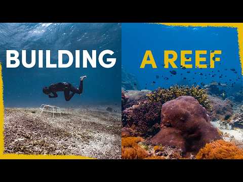 We're restoring a dying coral reef - here's how