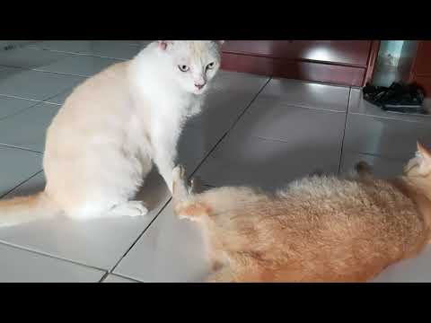 Cat play fight