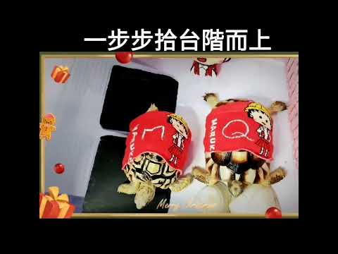 【🐢米尼＆Q弟🐢】 總是等兄弟倆醒來的時候 才幫他們換上新衣😉 #陸龜 #緣翹 #薩豹 #櫻桃小丸子 #天橋