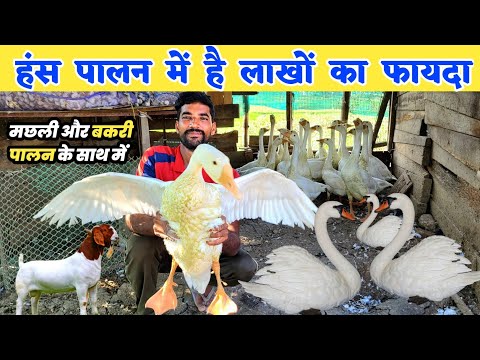 हंस पालन में है लाखों की कमाई | Hans palan kaise kare | Hans Palan