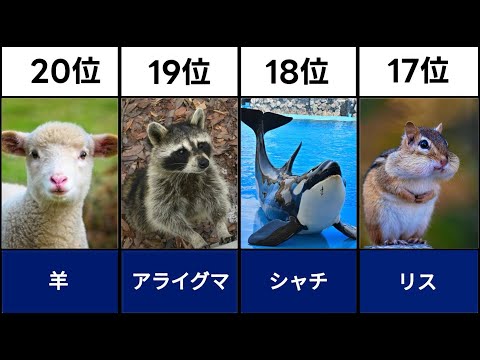 [2024 latest edition] Top 20 smart animals ranking