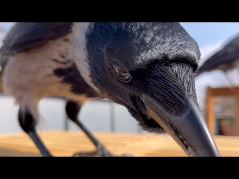 The eyes of a crow (Story 98)