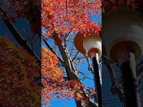 浜松城公園の紅葉、赤の色付きが良かった年の紅葉 #shorts