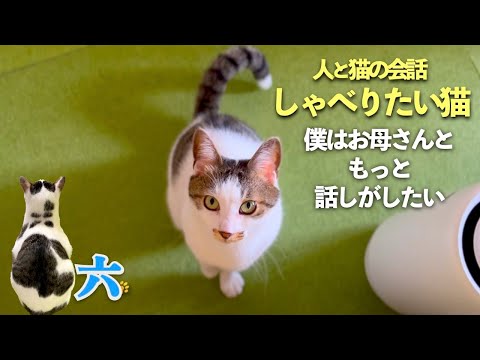 【しゃべる猫】ある日の愛猫との会話。言葉を理解して話す猫。呼んだら来る猫。 | [生まれ変わりの猫] 六 (Roku)