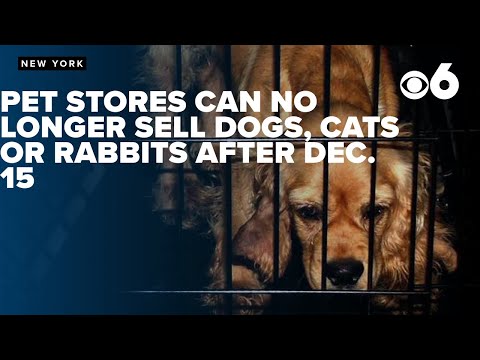 NY pet stores can no longer sell cats, dogs or rabbits after Dec. 15