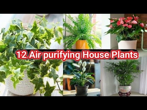 12+Air Purifying House Plants/Air purifying plants For Home/Indoor Plants For Air Purification