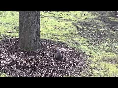 Squirrels At Play!