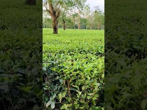 Majherdabri tea garden #Alipurduar