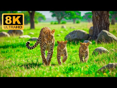 Wild Jungle Odyssey 8K ULTRA HD🐾Natural Beauty Of Animals Relaxing With Soft Music