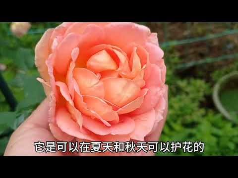 连续下雨加降温，哪些月季还有花看？