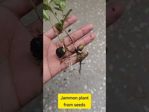 jamun from seeds/beej se jamun  | #shorts #jamun #youtubeshorts #shortvideo