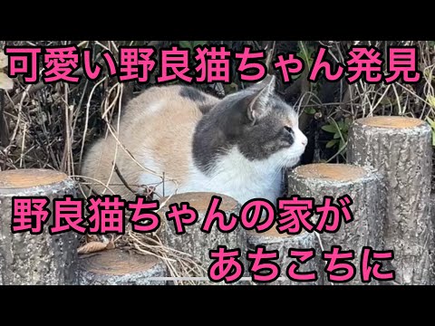 野良猫村で野良猫ちゃんの餌やりと飲み水変えてきました