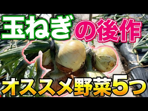 【相性があるの知ってた？】玉ねぎを収穫した跡地にすぐに植えられる野菜を紹介します！