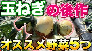 【相性があるの知ってた？】玉ねぎを収穫した跡地にすぐに植えられる野菜を紹介します！