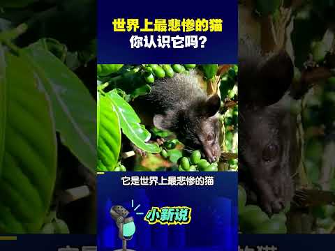 世界上最悲惨的猫，你认识它吗？#shorts   #麝香猫 #猫屎咖啡