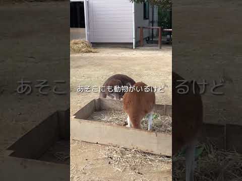 【生後11ヶ月】0歳児と行く動物園🦁🦓