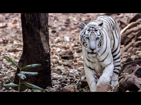 White tiger Van Vihar Bhopal