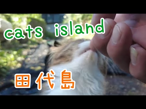 中間地点　Midpoint【田代島】【２０２４秋】【猫島巡り】